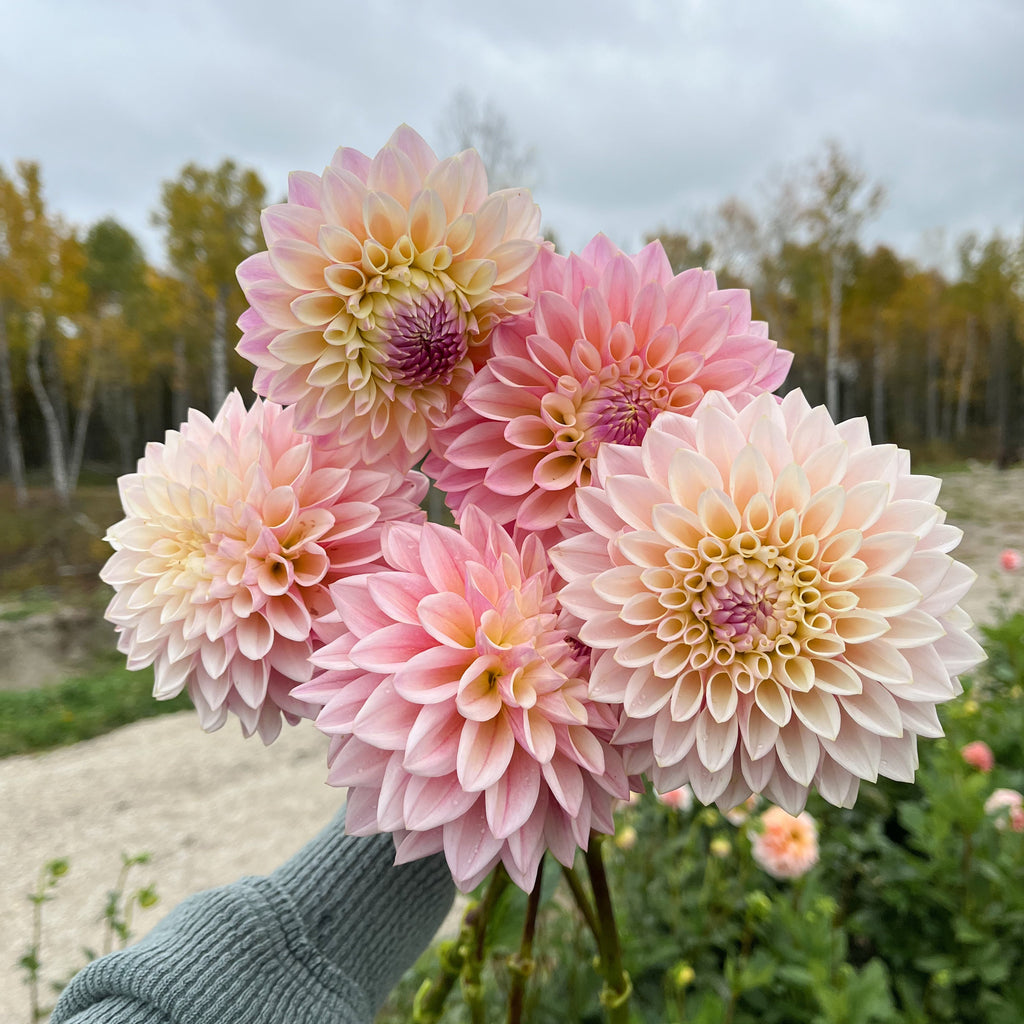 Dahlia 'Coralie'