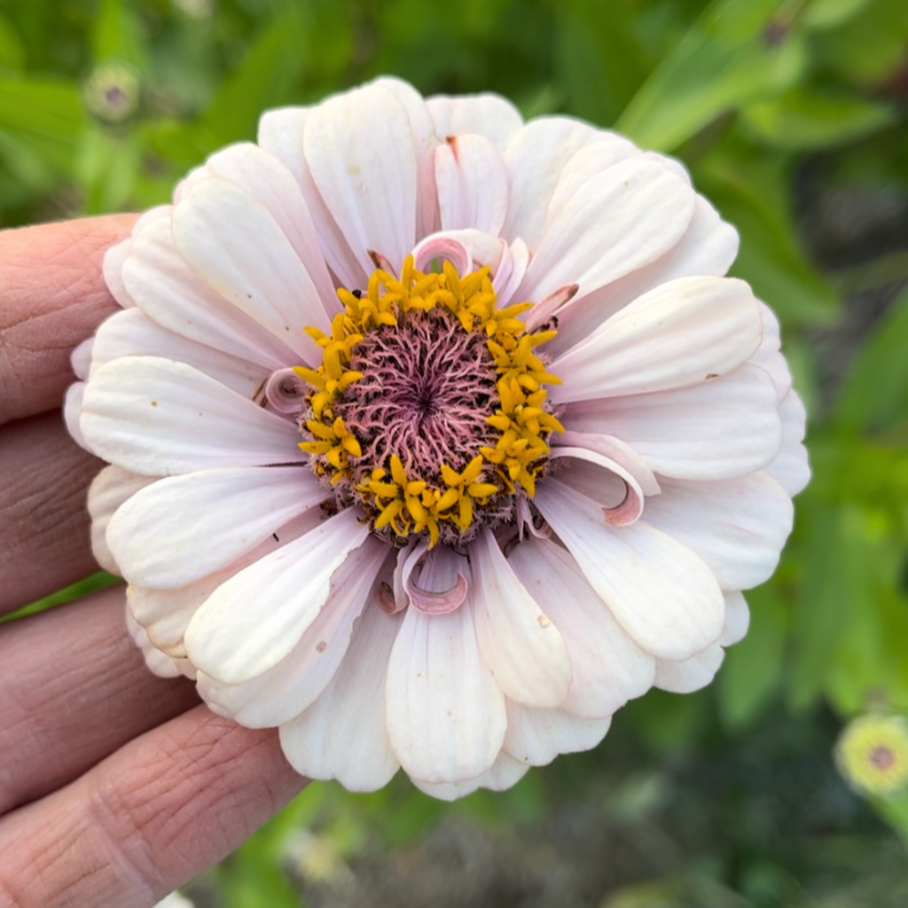 Zinnia 'Ballet Blush'