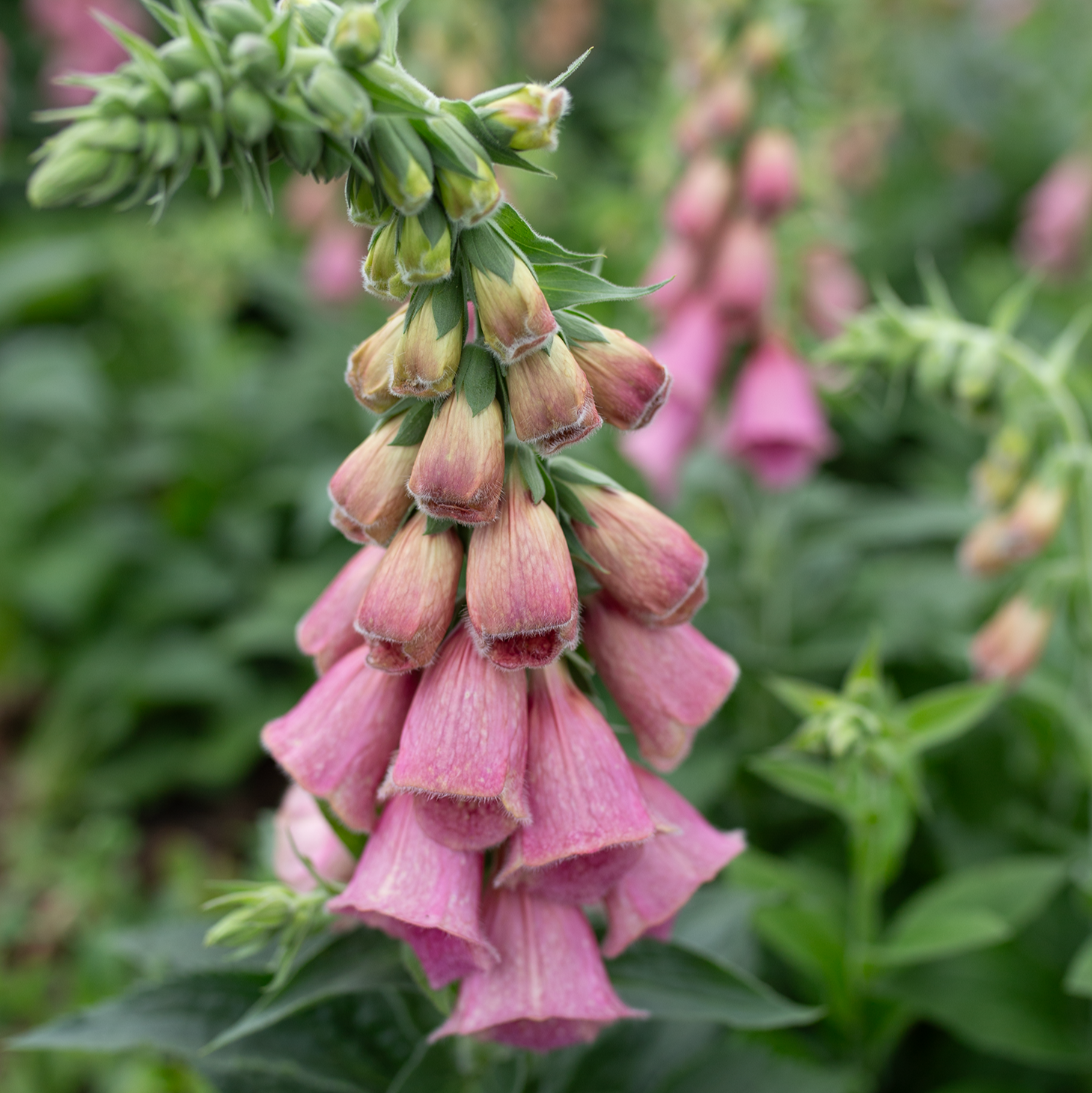 Foxglove 'Strawberry'