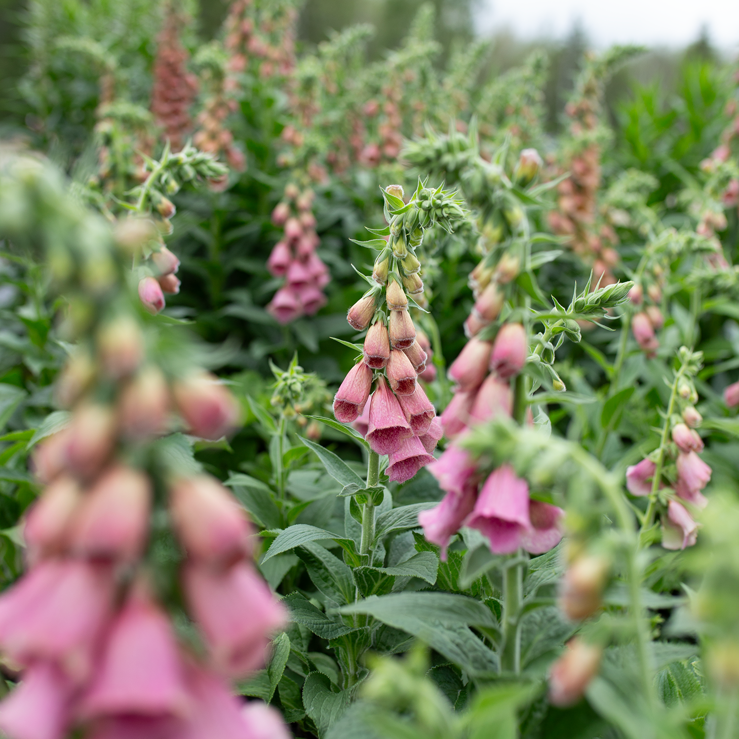 Foxglove 'Strawberry'