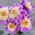 Dahlia 'Take Off'