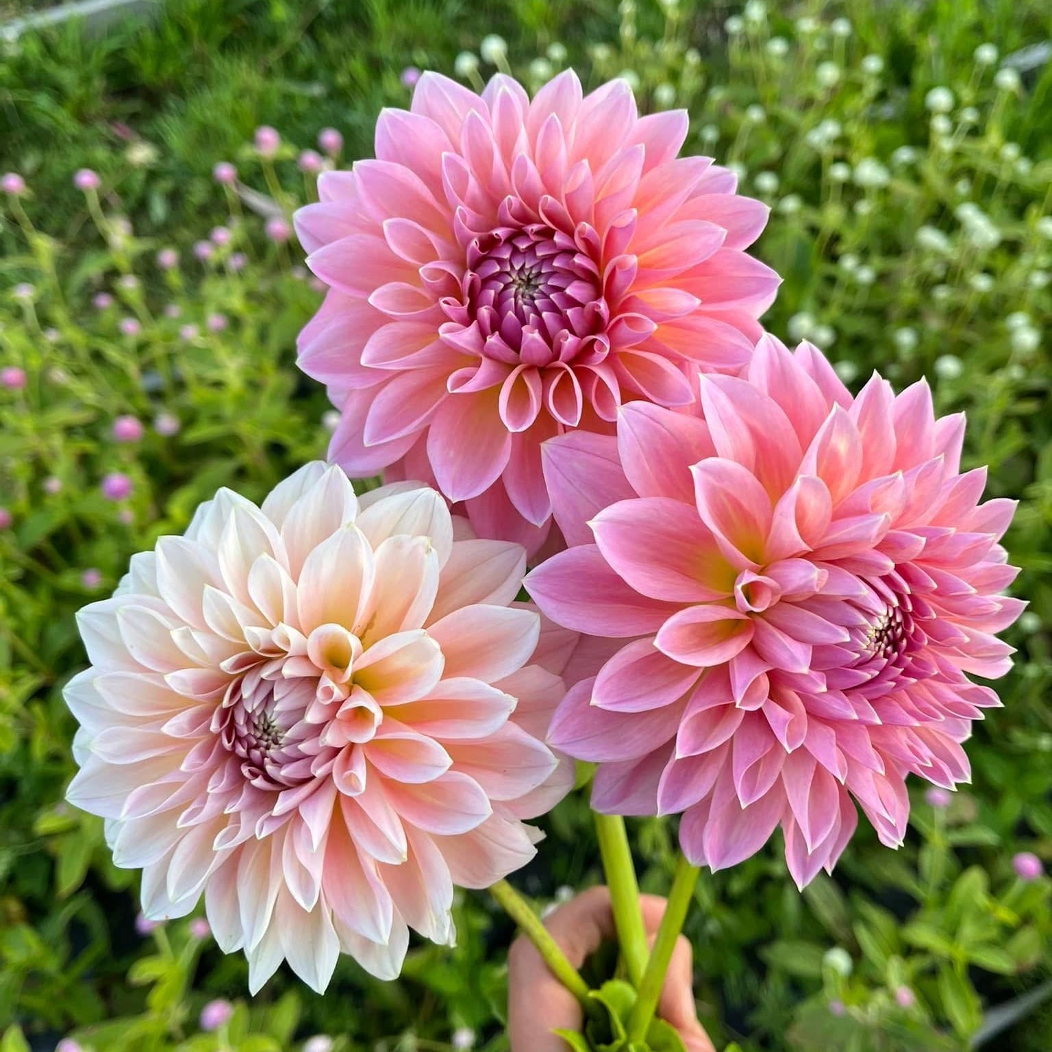 Dahlia 'Castle Drive'