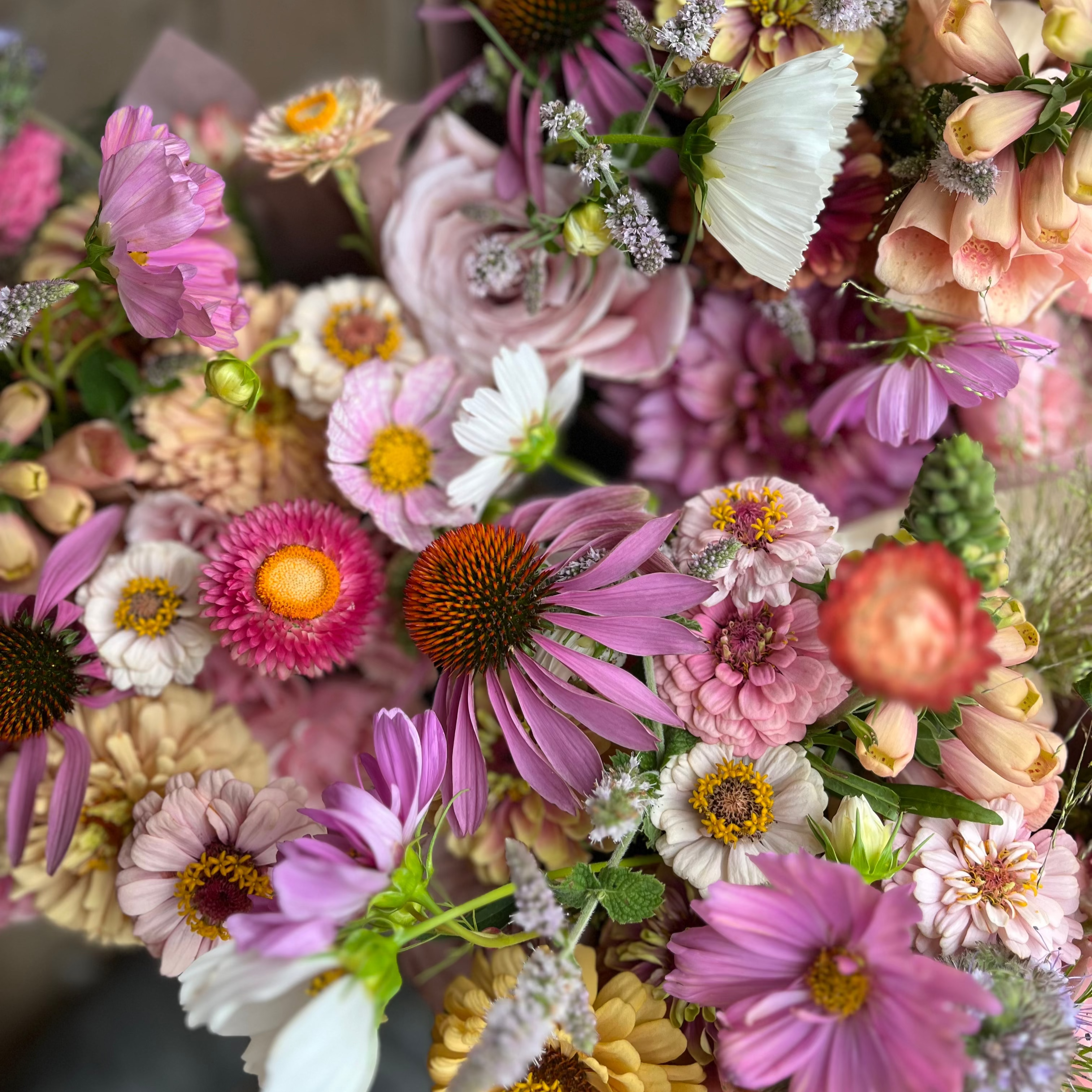 Cut-Flower Seed Collection