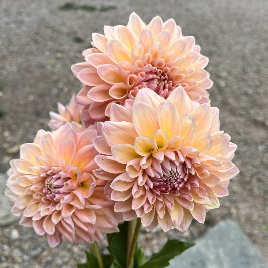 Dahlia 'Castle Drive'