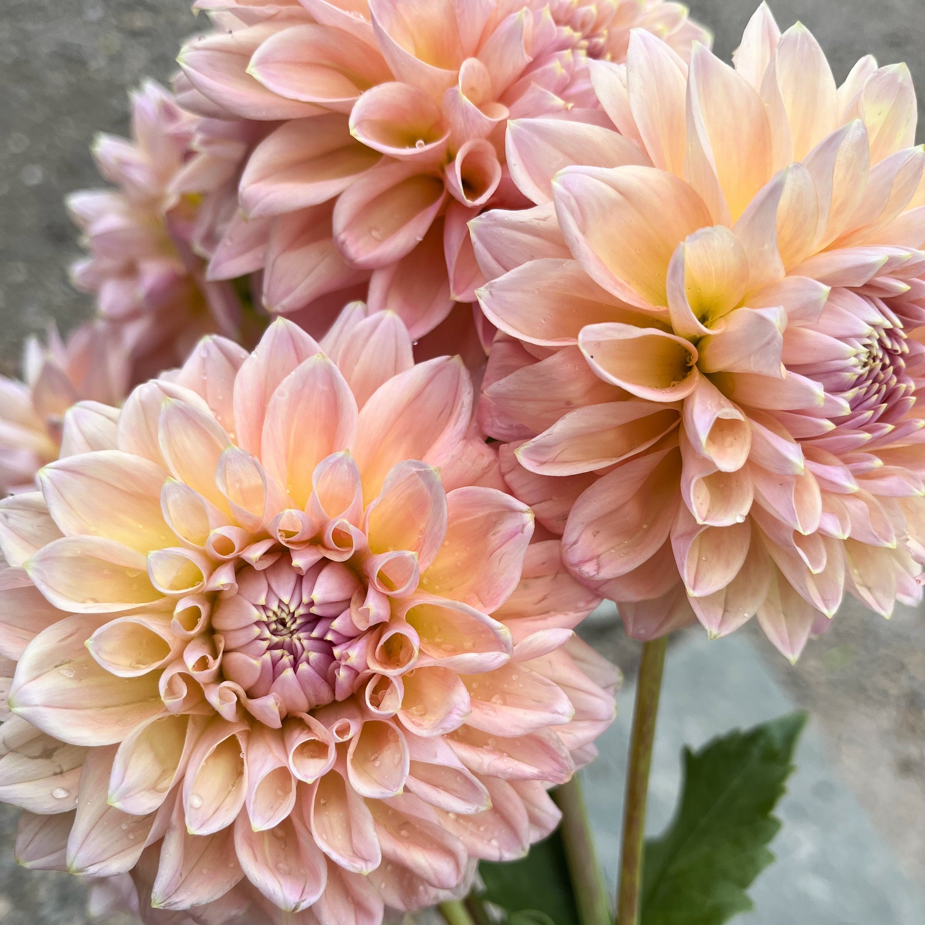 Dahlia 'Castle Drive'