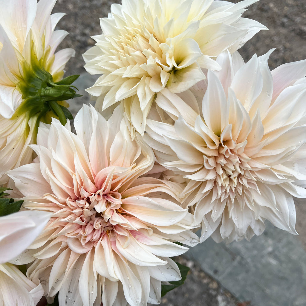 Dahlia 'Café au Lait'
