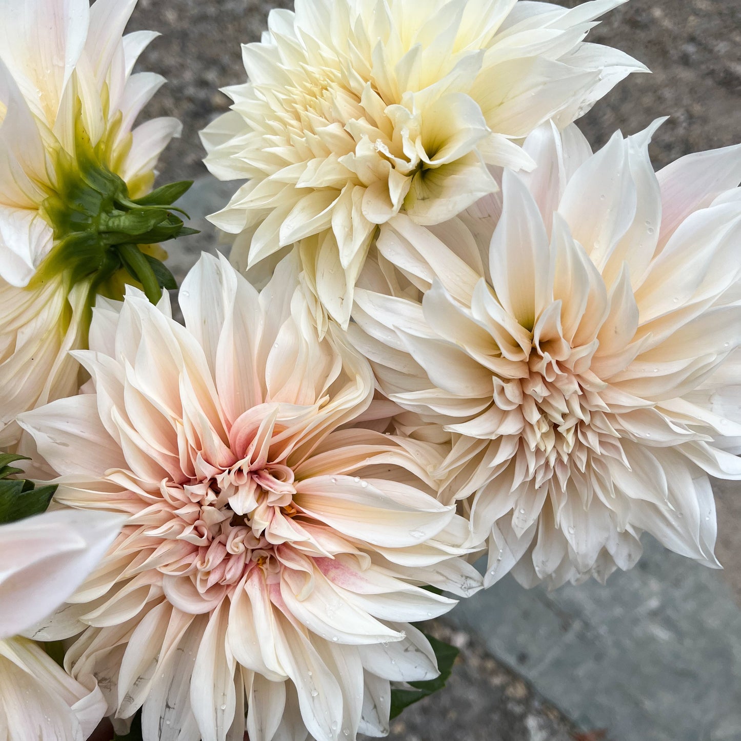 Dahlia 'Café au Lait'