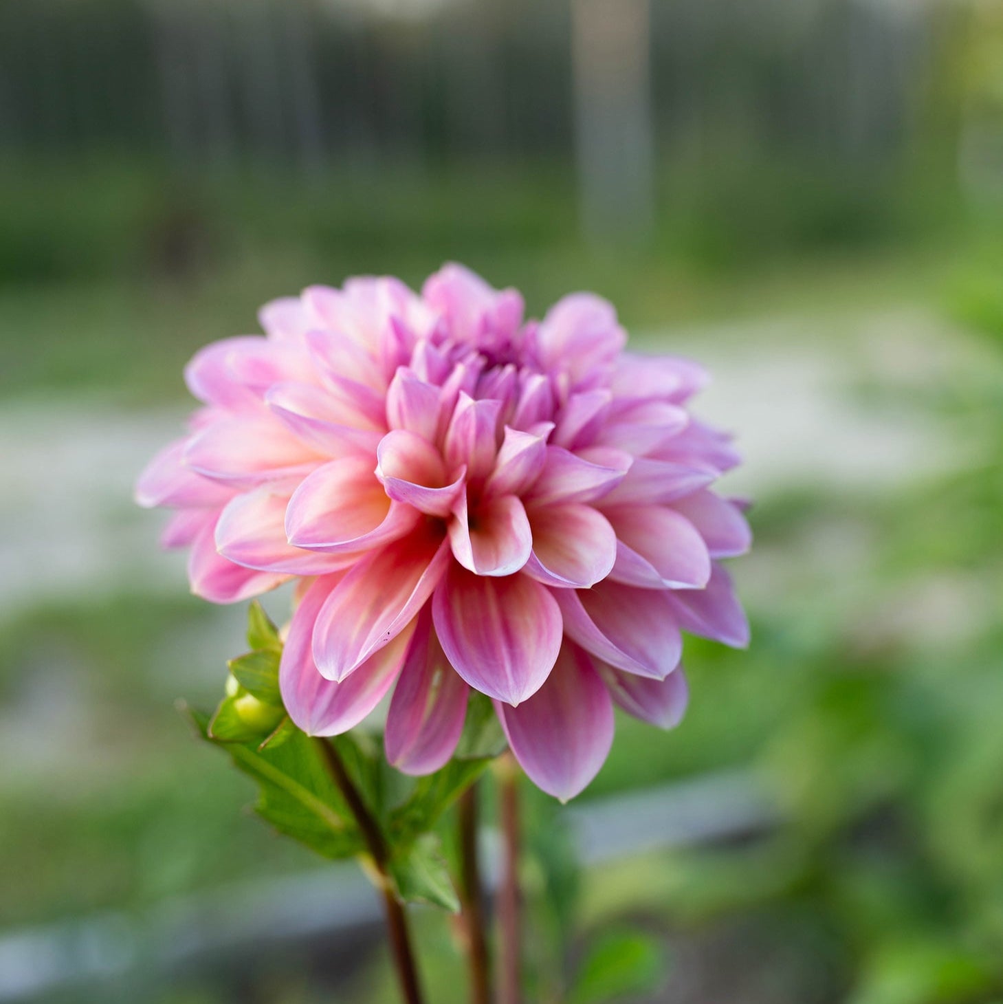 Dahlia 'Cameo Peach'