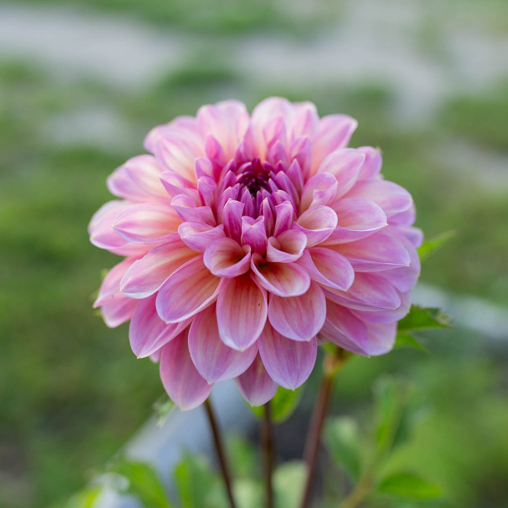 Dahlia 'Cameo Peach'