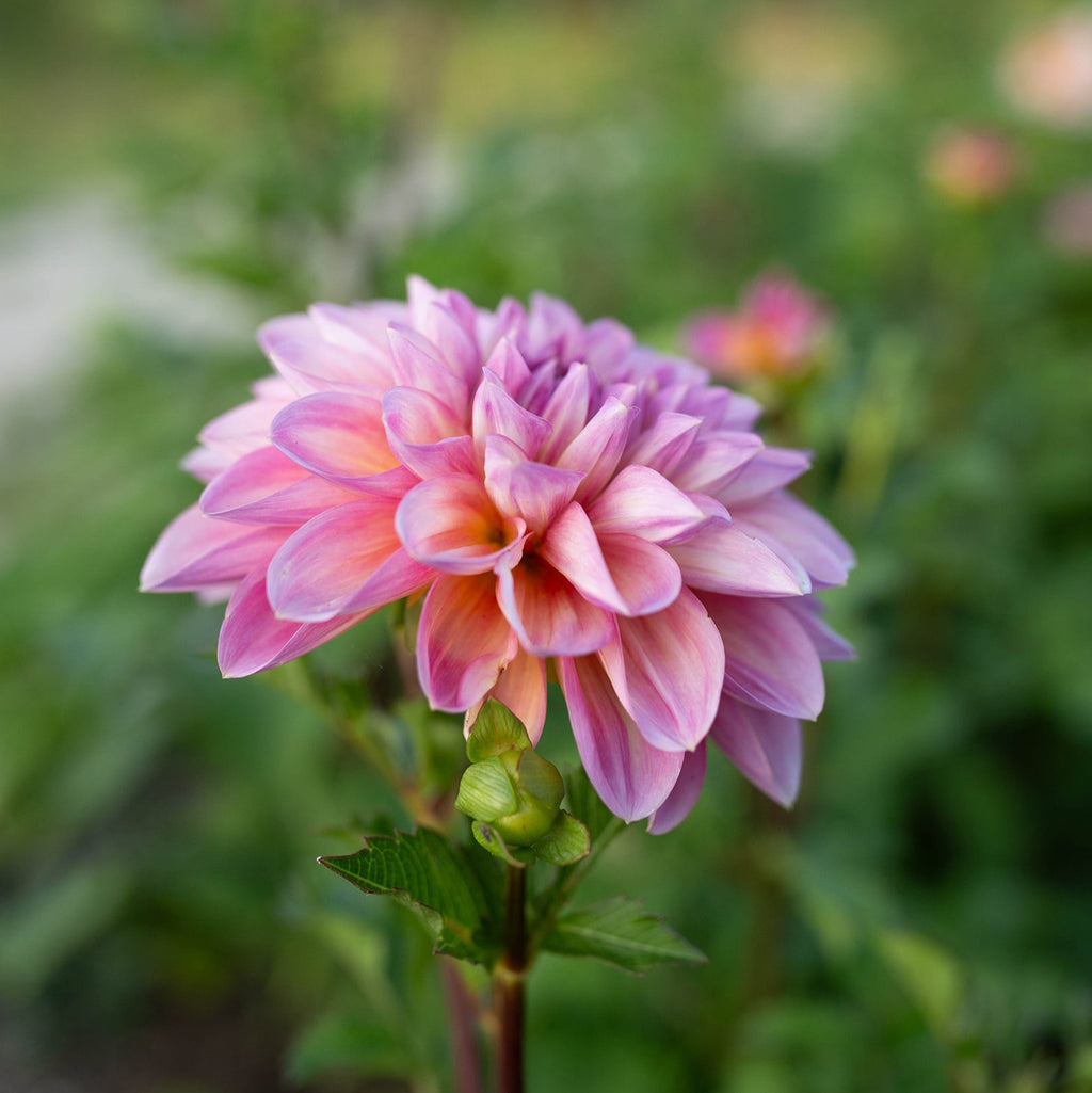 Dahlia 'Cameo Peach'