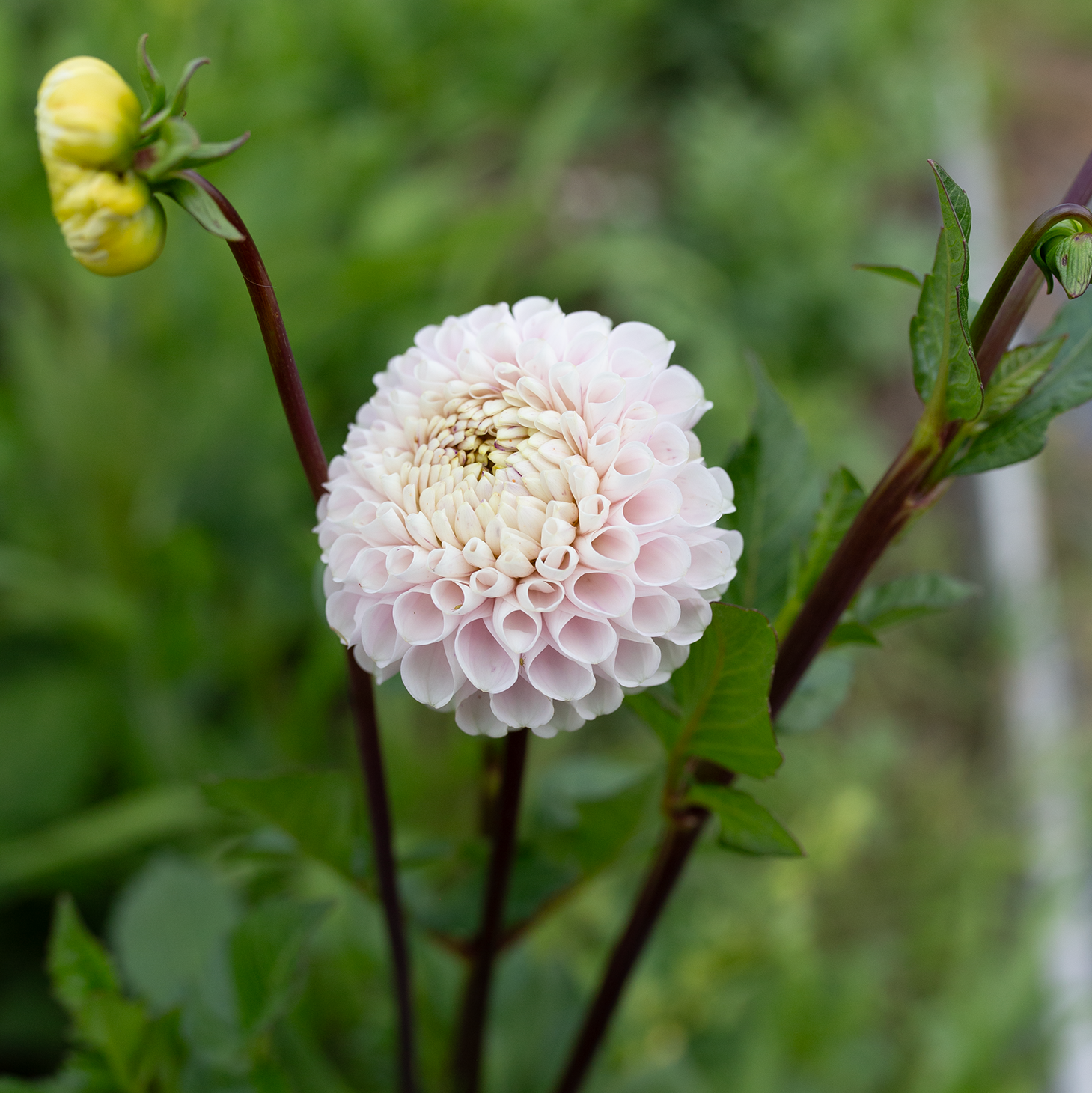 Dahlia 'Irish Candy'