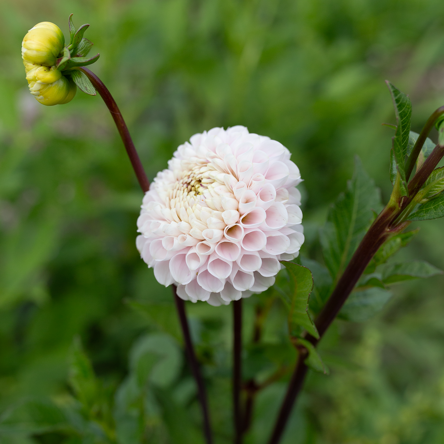 Dahlia 'Irish Candy'
