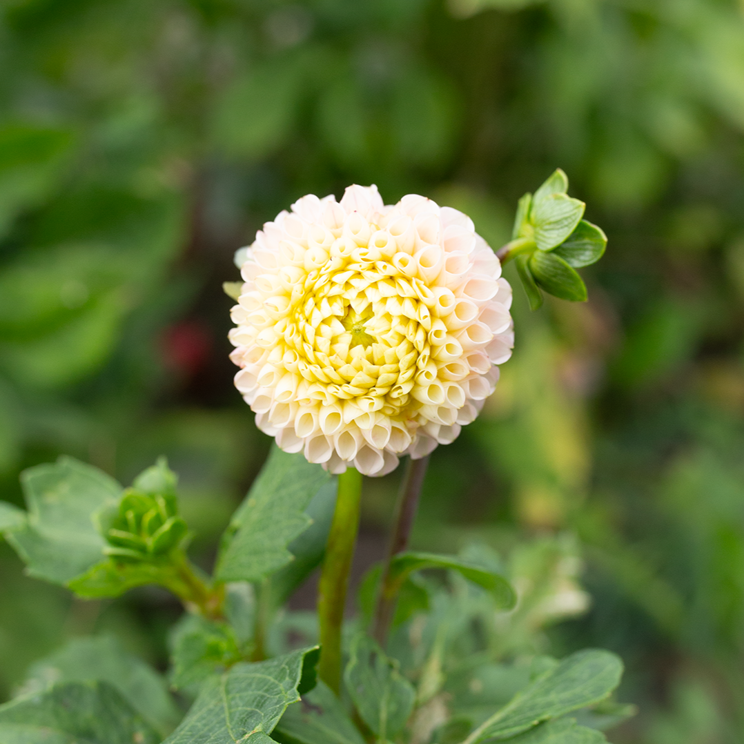 Dahlia 'Irish D Porter'