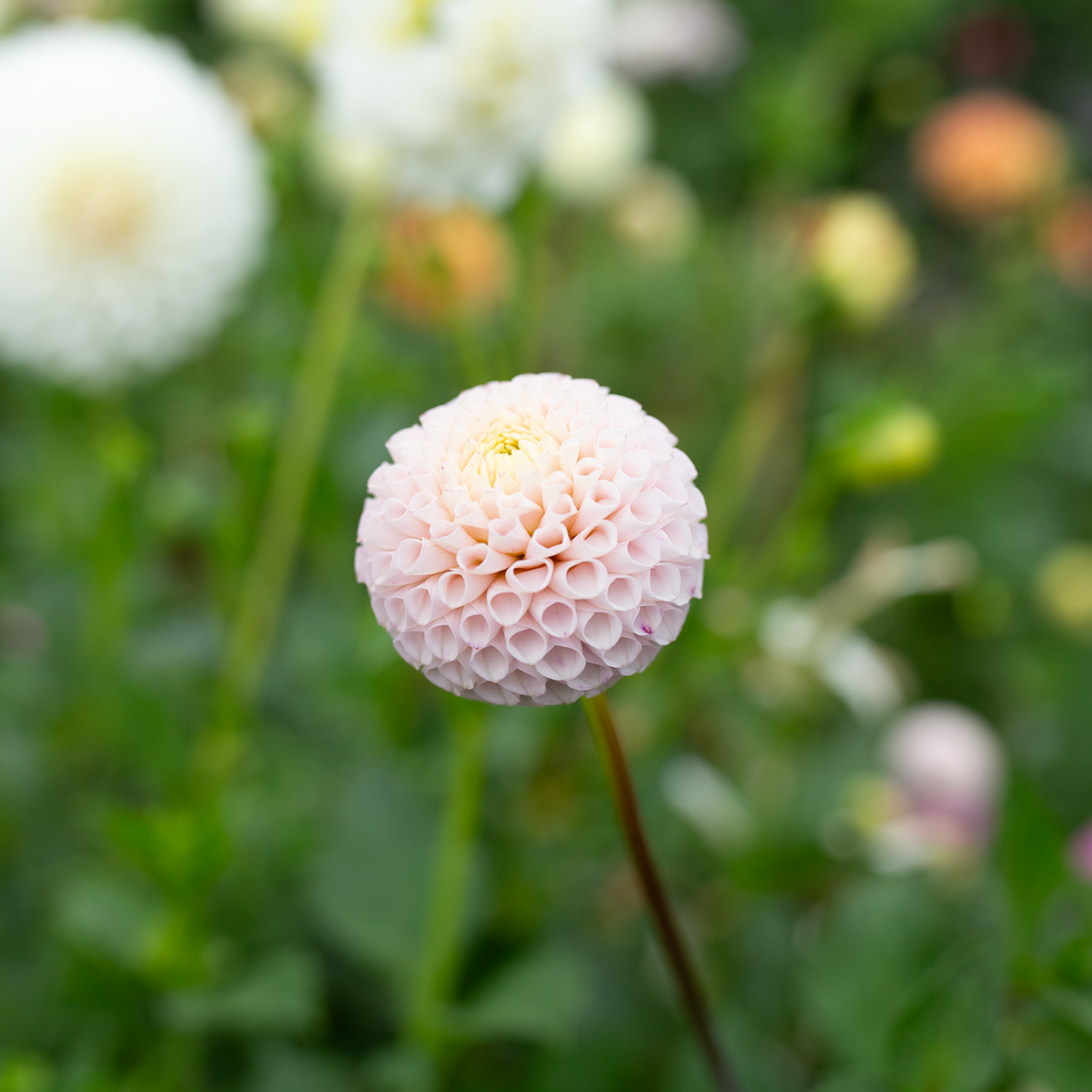Dahlia 'Irish D Porter'