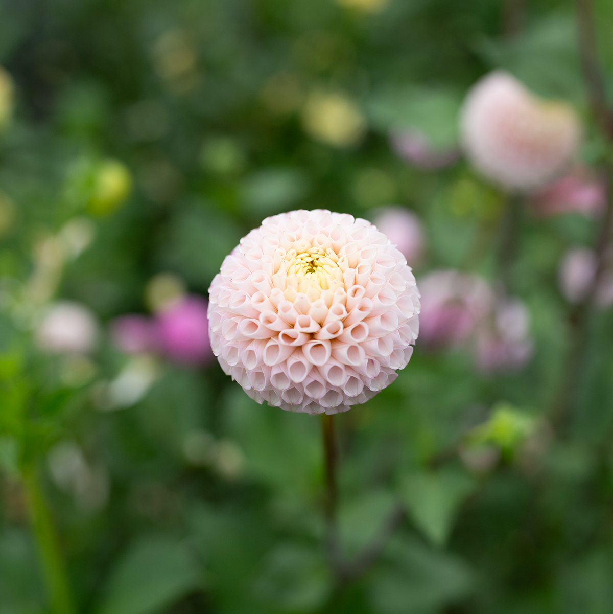 Dahlia 'Irish D Porter'