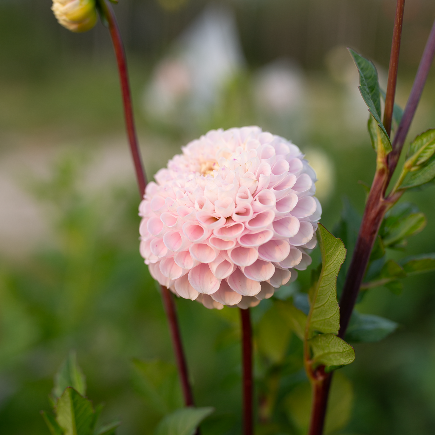 Dahlia 'Irish Candy'