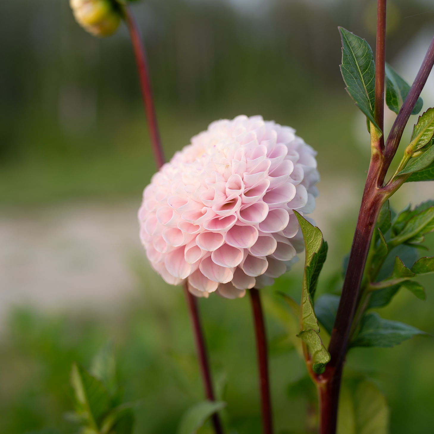 Dahlia 'Irish Candy'