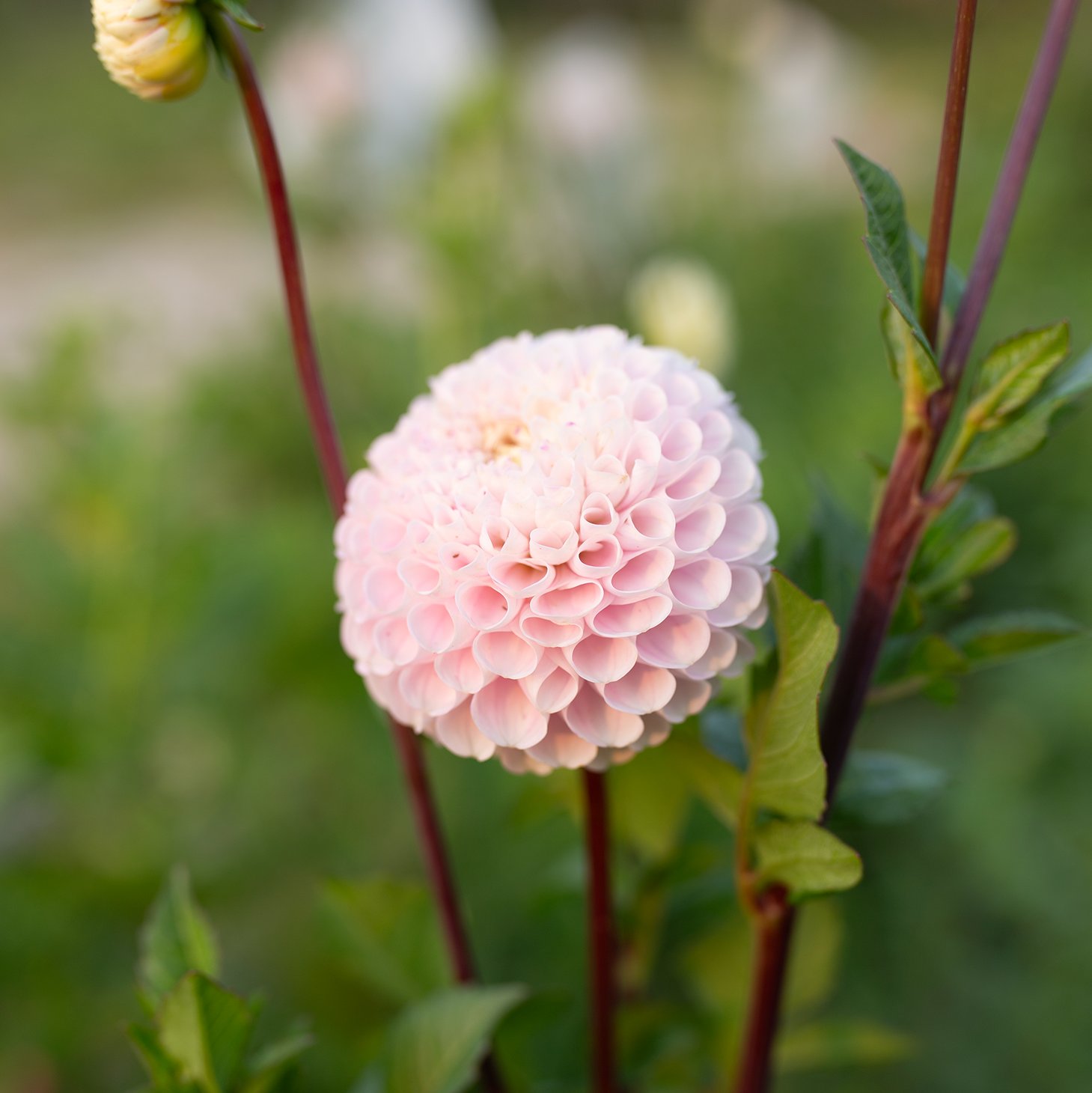 Dahlia 'Irish Candy'