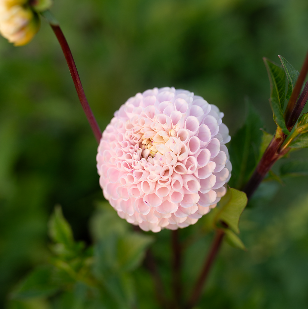Dahlia 'Irish Candy'