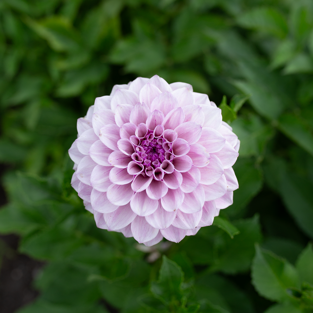 Dahlia 'Jeff Bloom'