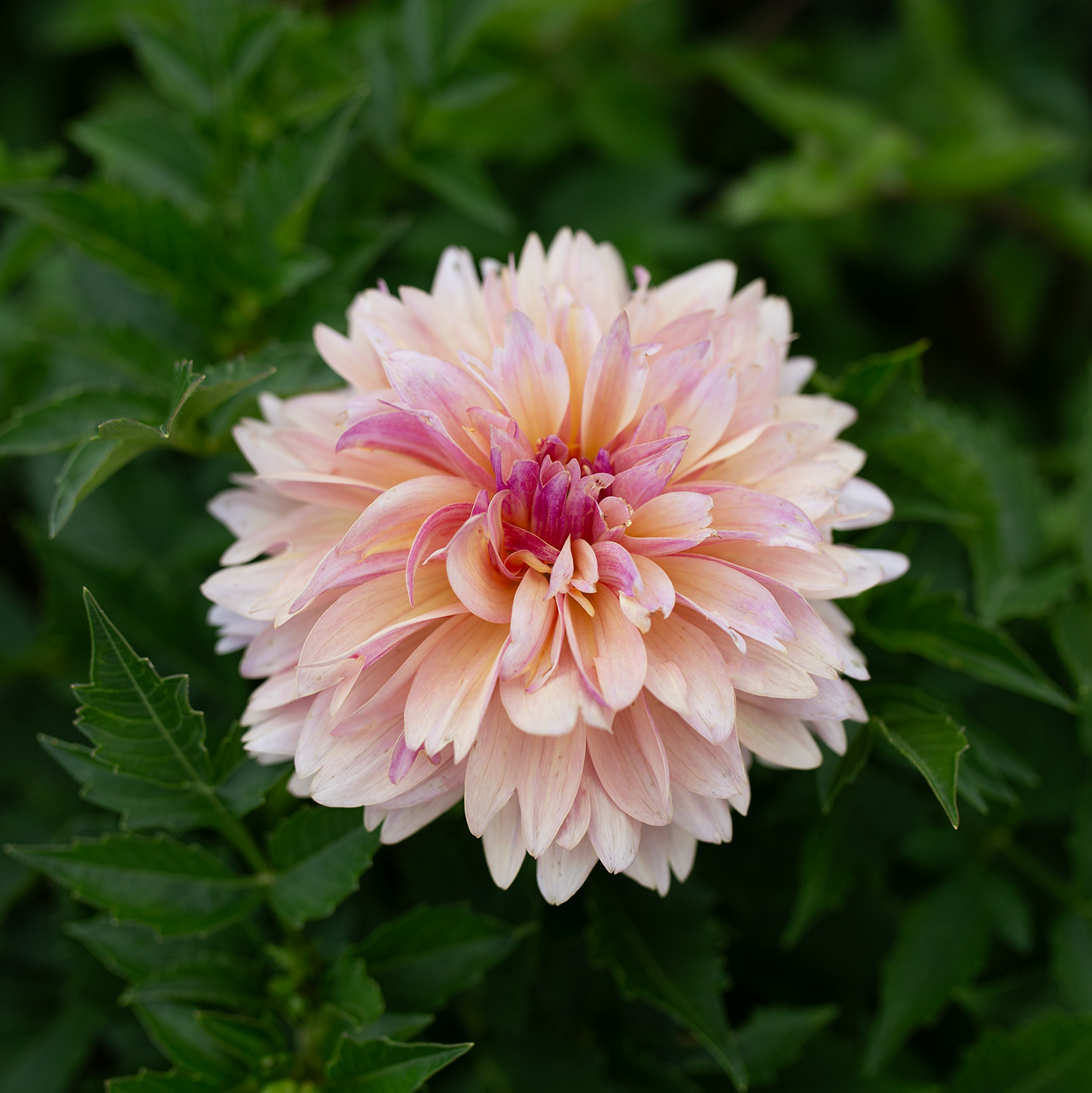Dahlia 'Joel's Favourite'