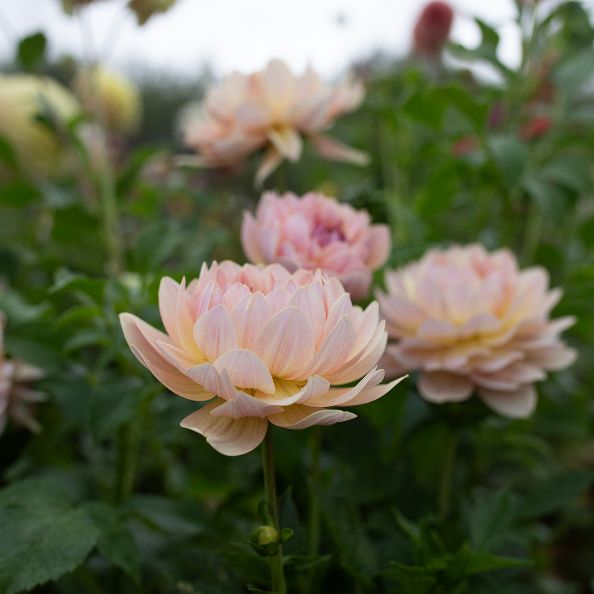 Dahlia 'Joel's Favourite'