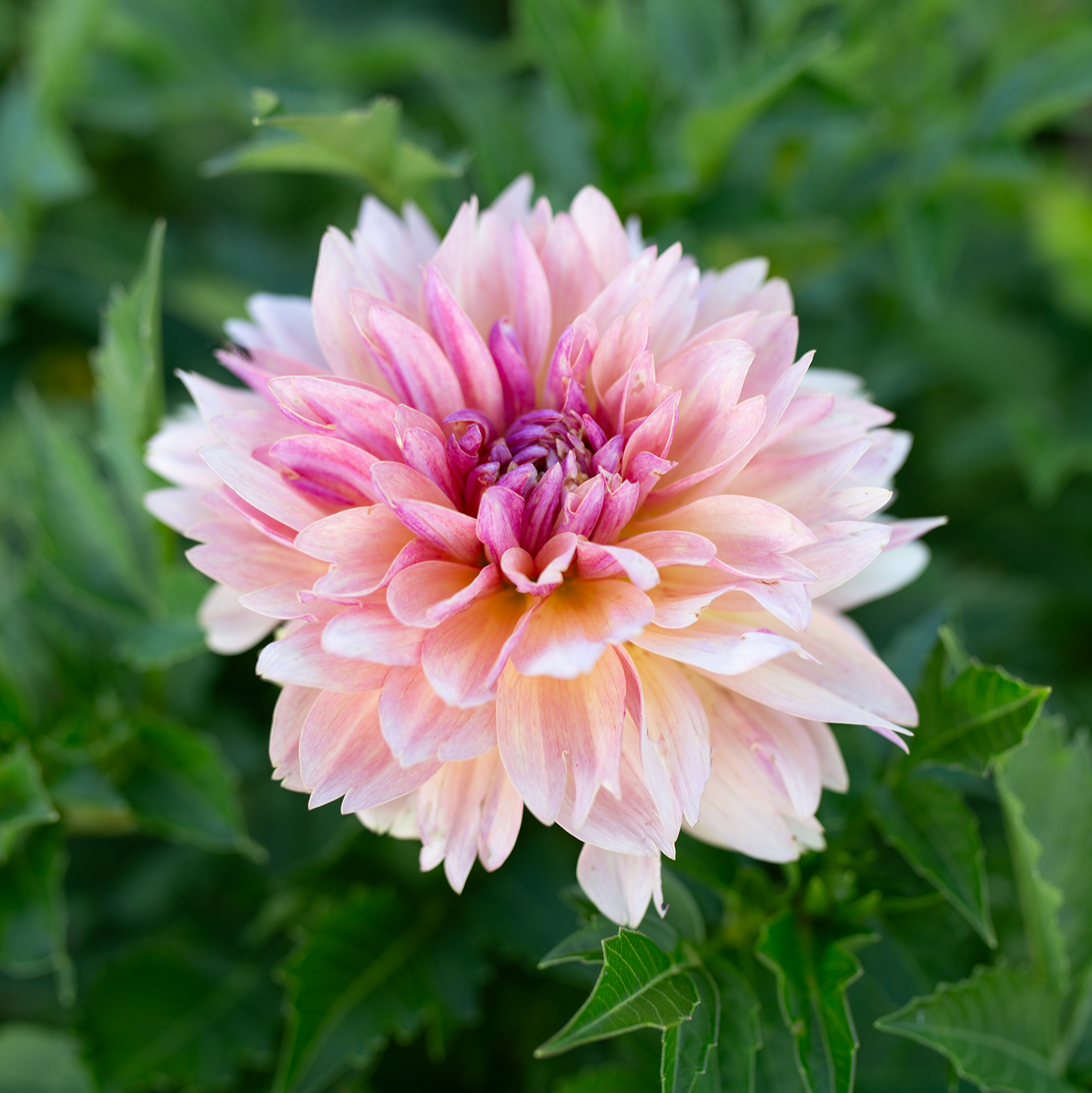 Dahlia 'Joel's Favourite'