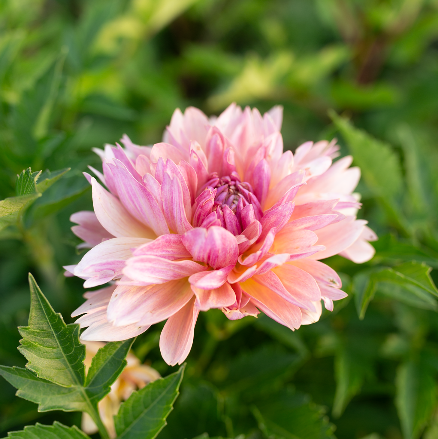 Dahlia 'Joel's Favourite'