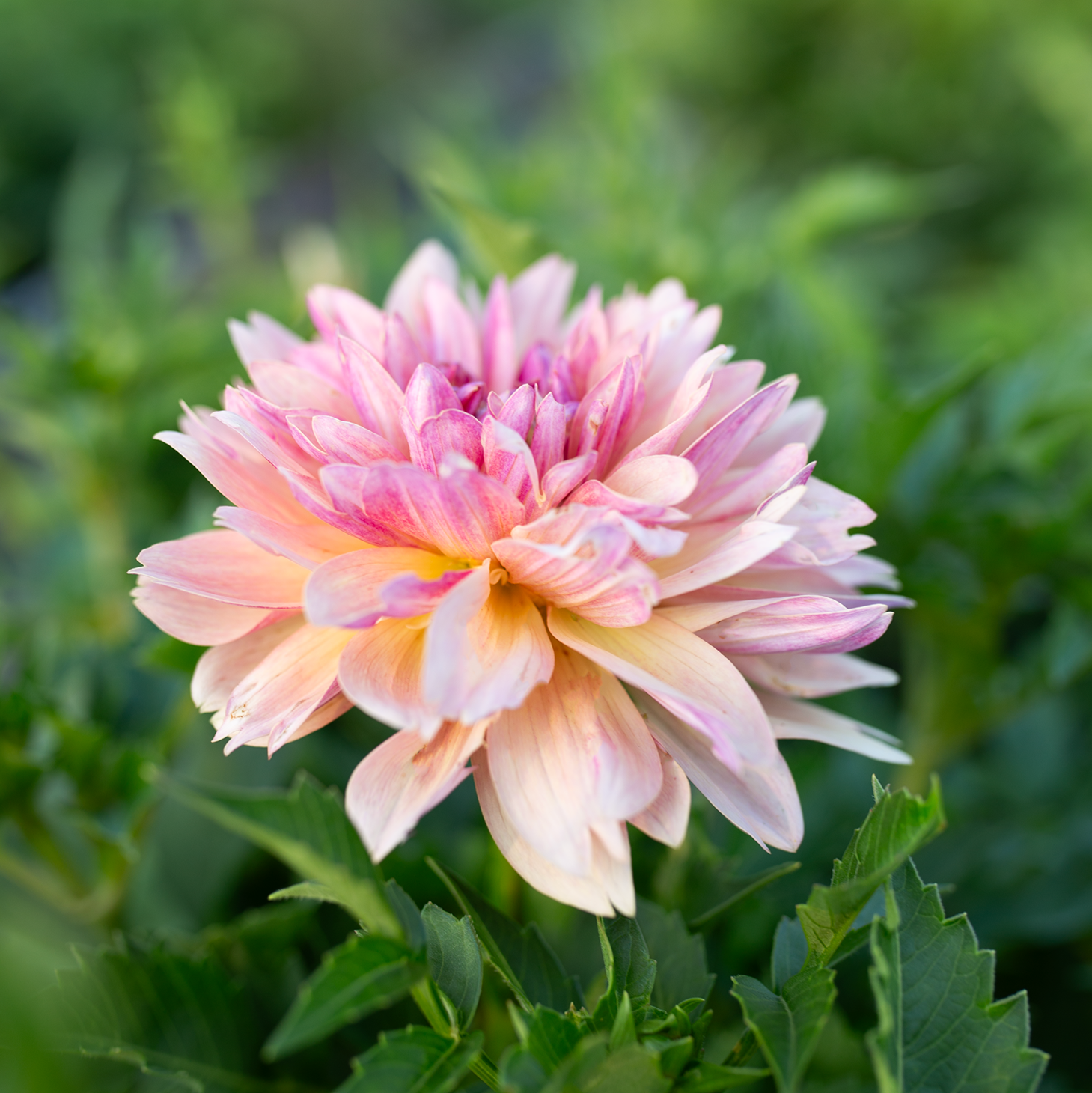 Dahlia 'Joel's Favourite'