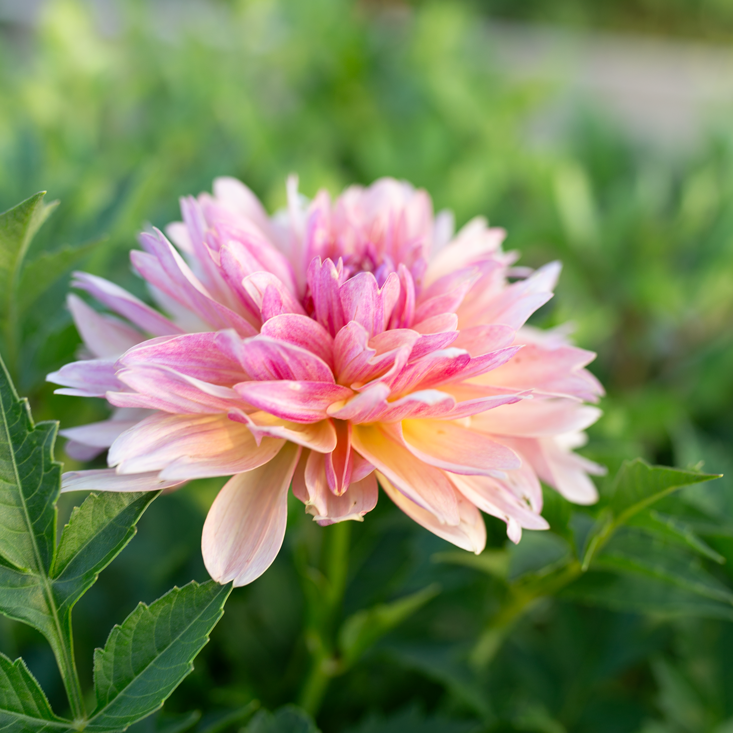 Dahlia 'Joel's Favourite'