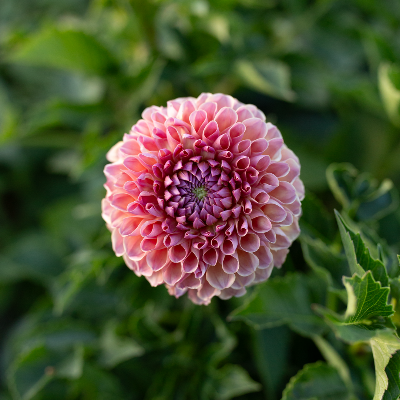 Dahlia 'Jowey Winnie'