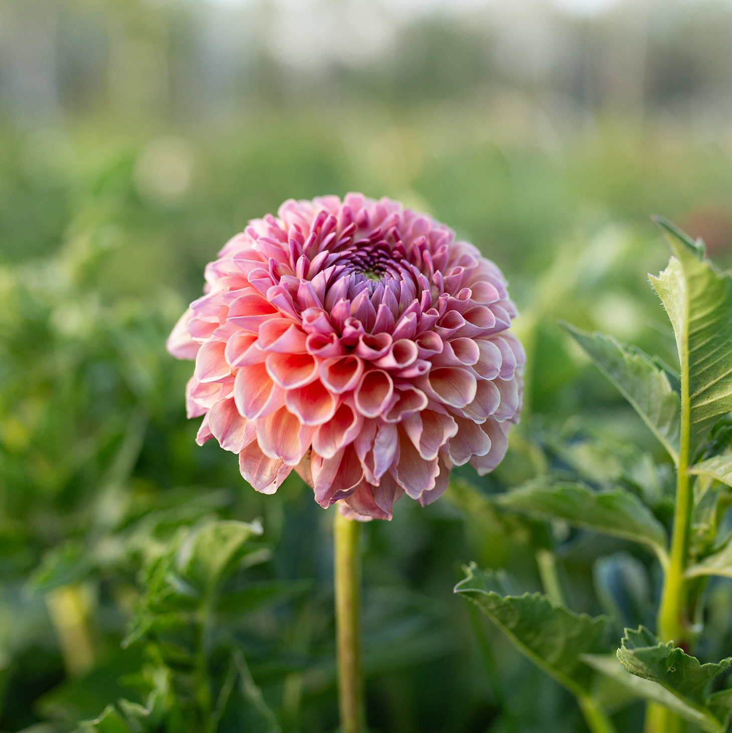 Dahlia 'Jowey Winnie'