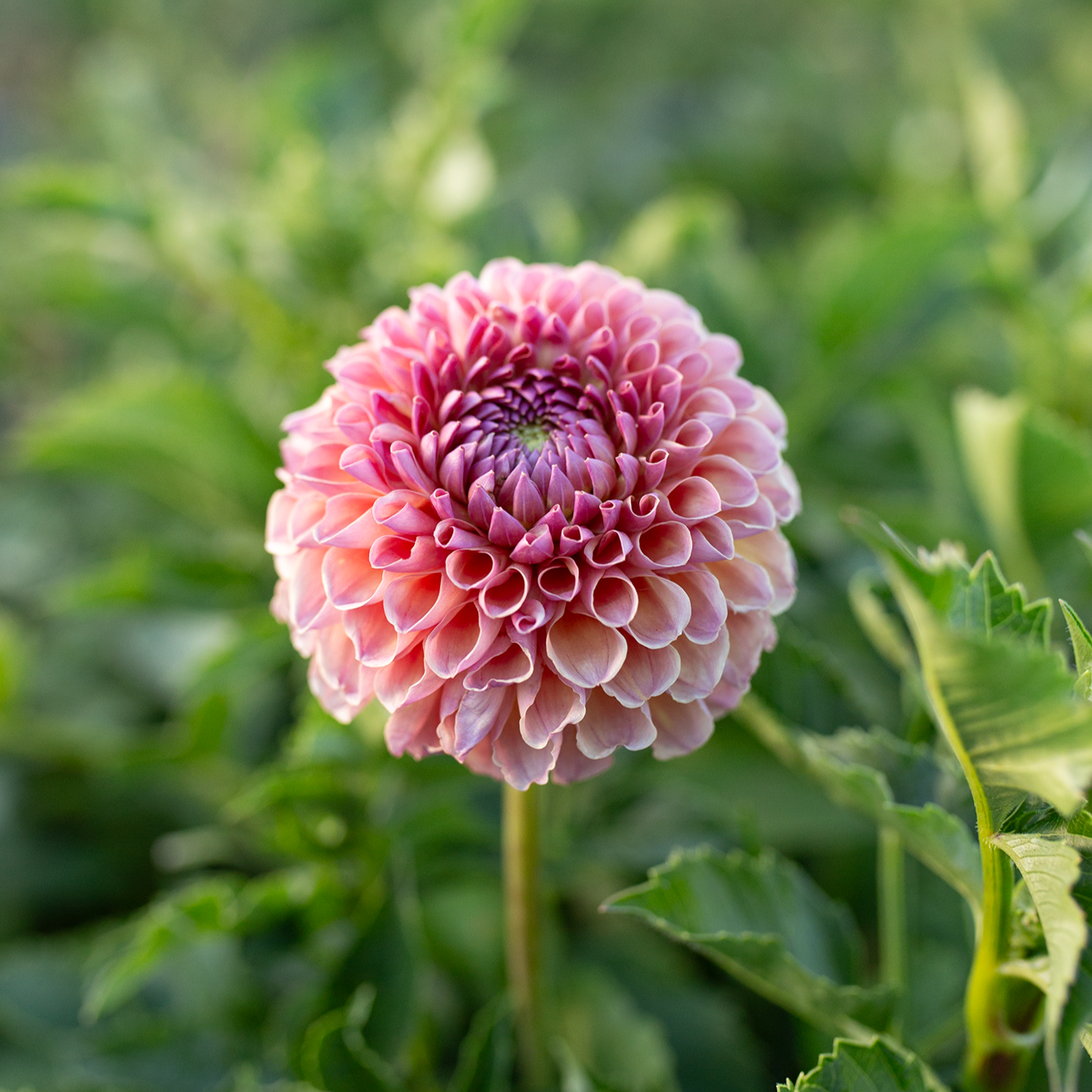 Dahlia 'Jowey Winnie'