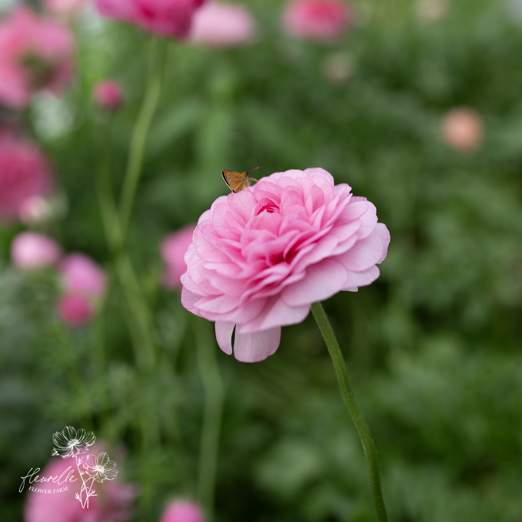 Ranunculus 'Juliette'