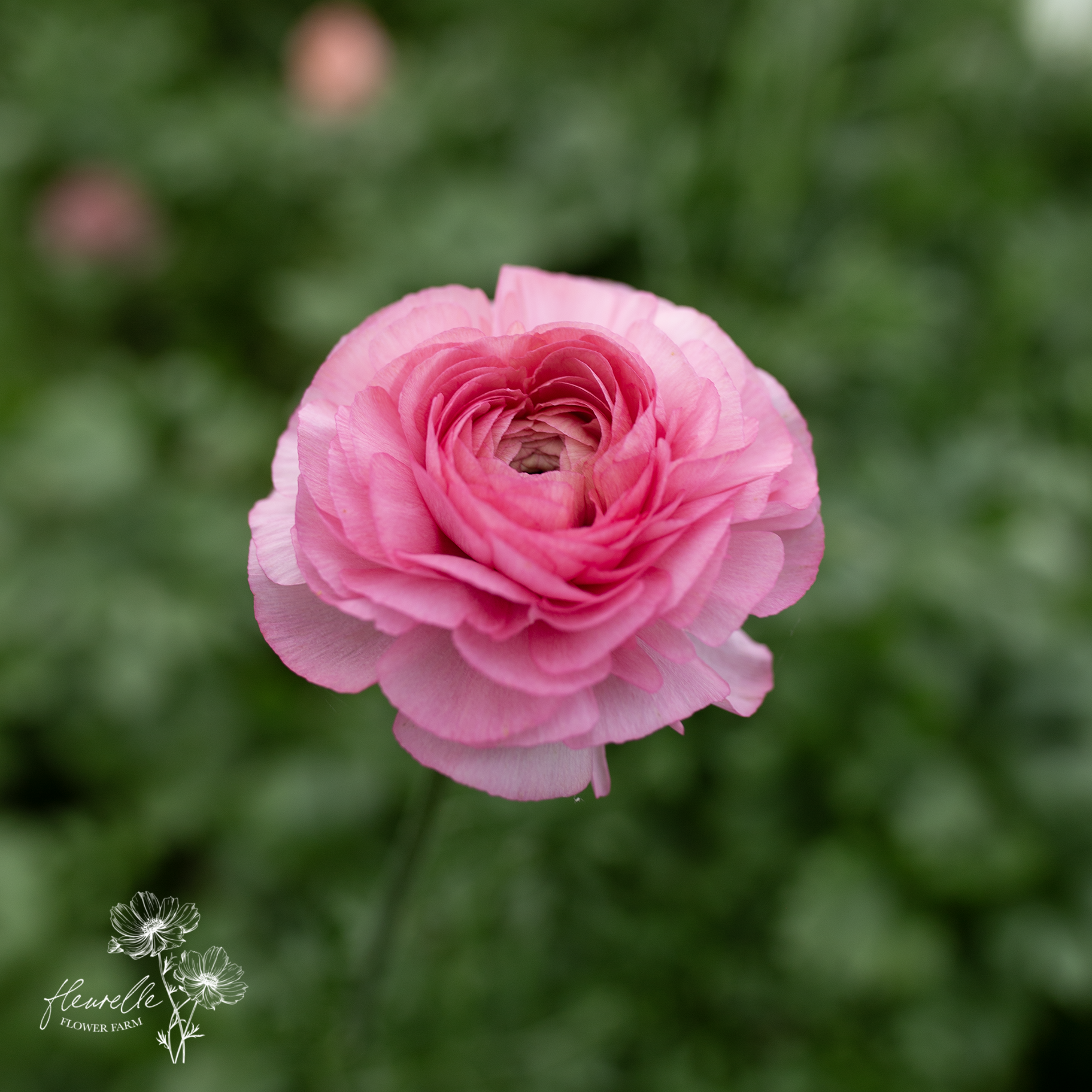 Ranunculus 'Juliette'