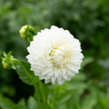 Dahlia 'Jun's Big White'