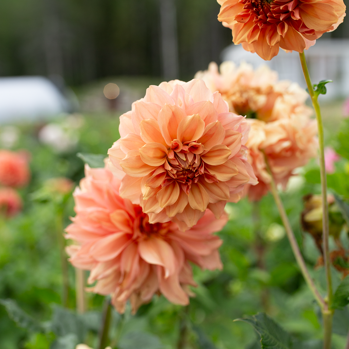 Dahlia 'Jun's Cantaloupe'