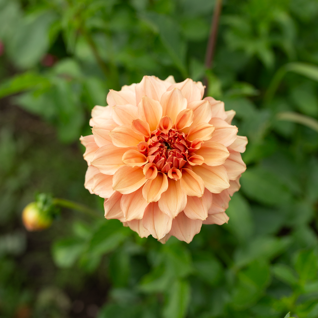 Dahlia 'Jun's Cantaloupe'