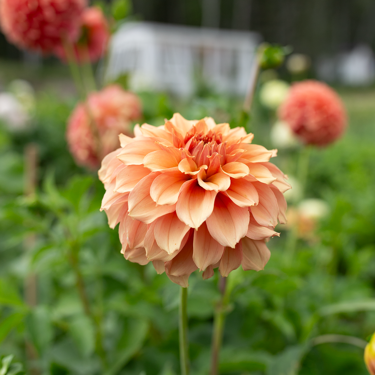 Dahlia 'Jun's Cantaloupe'