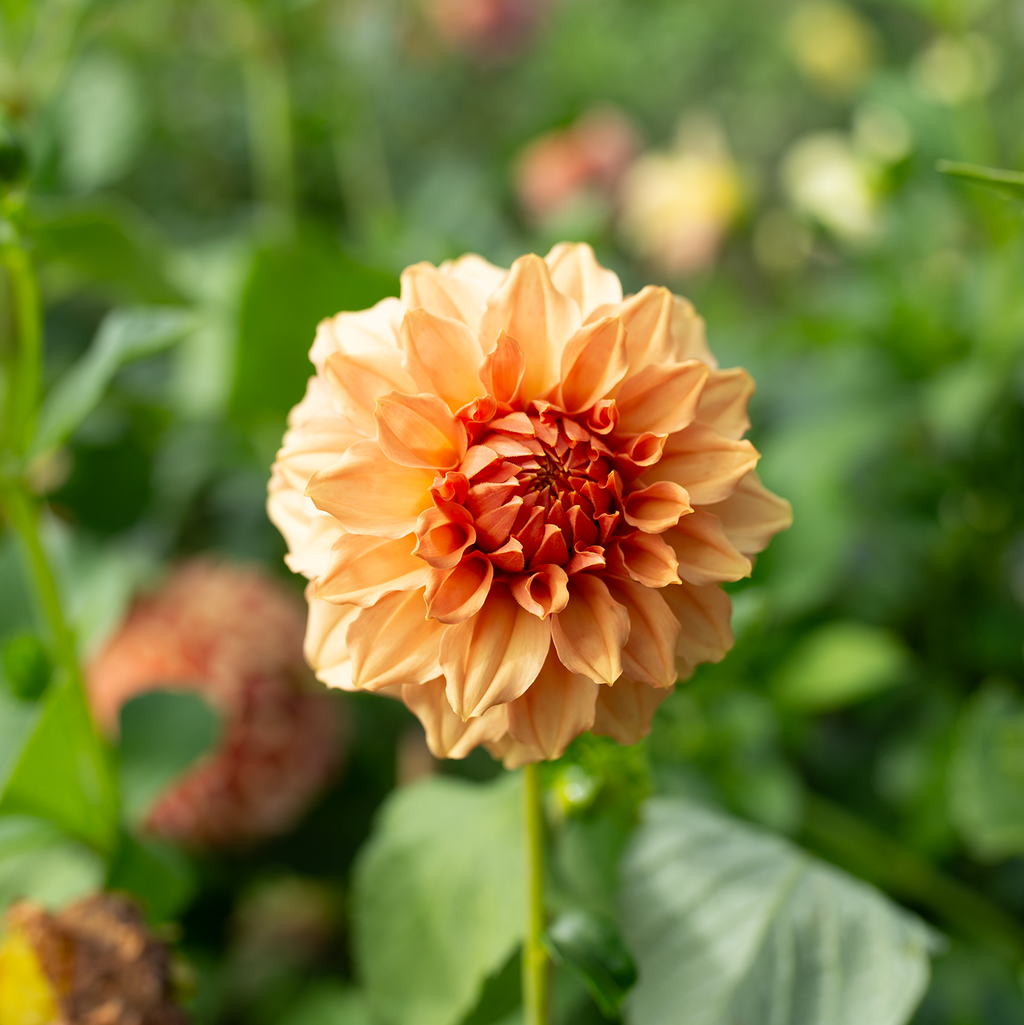 Dahlia 'Jun's Cantaloupe'