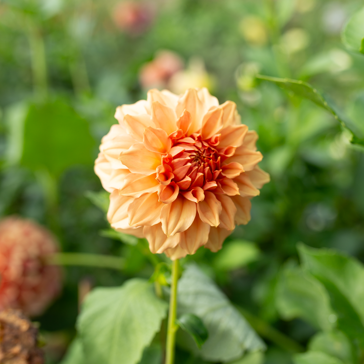 Dahlia 'Jun's Cantaloupe'
