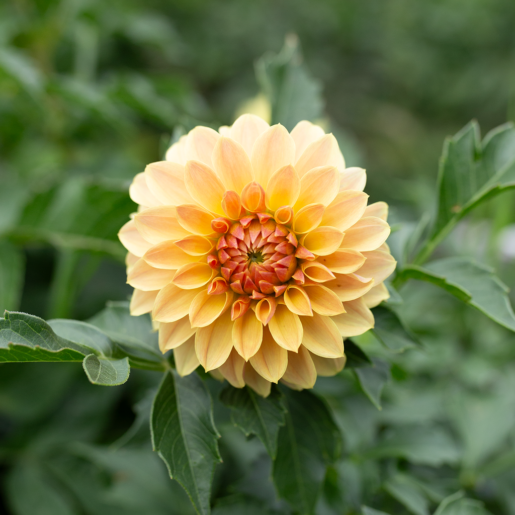 Dahlia 'Jun's Golden Sunset'