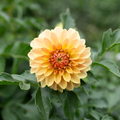 Dahlia 'Jun's Golden Sunset'