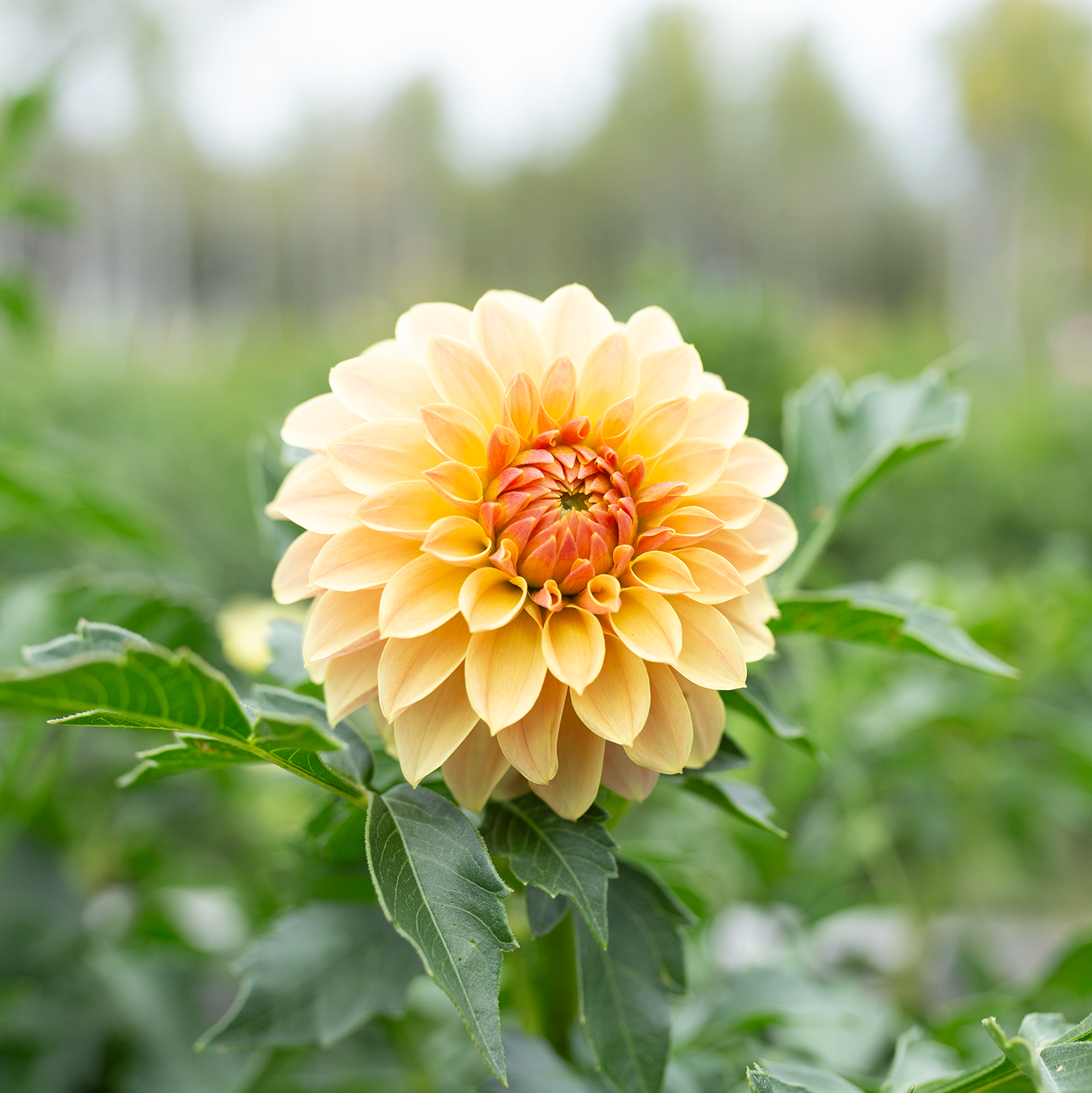 Dahlia 'Jun's Golden Sunset'