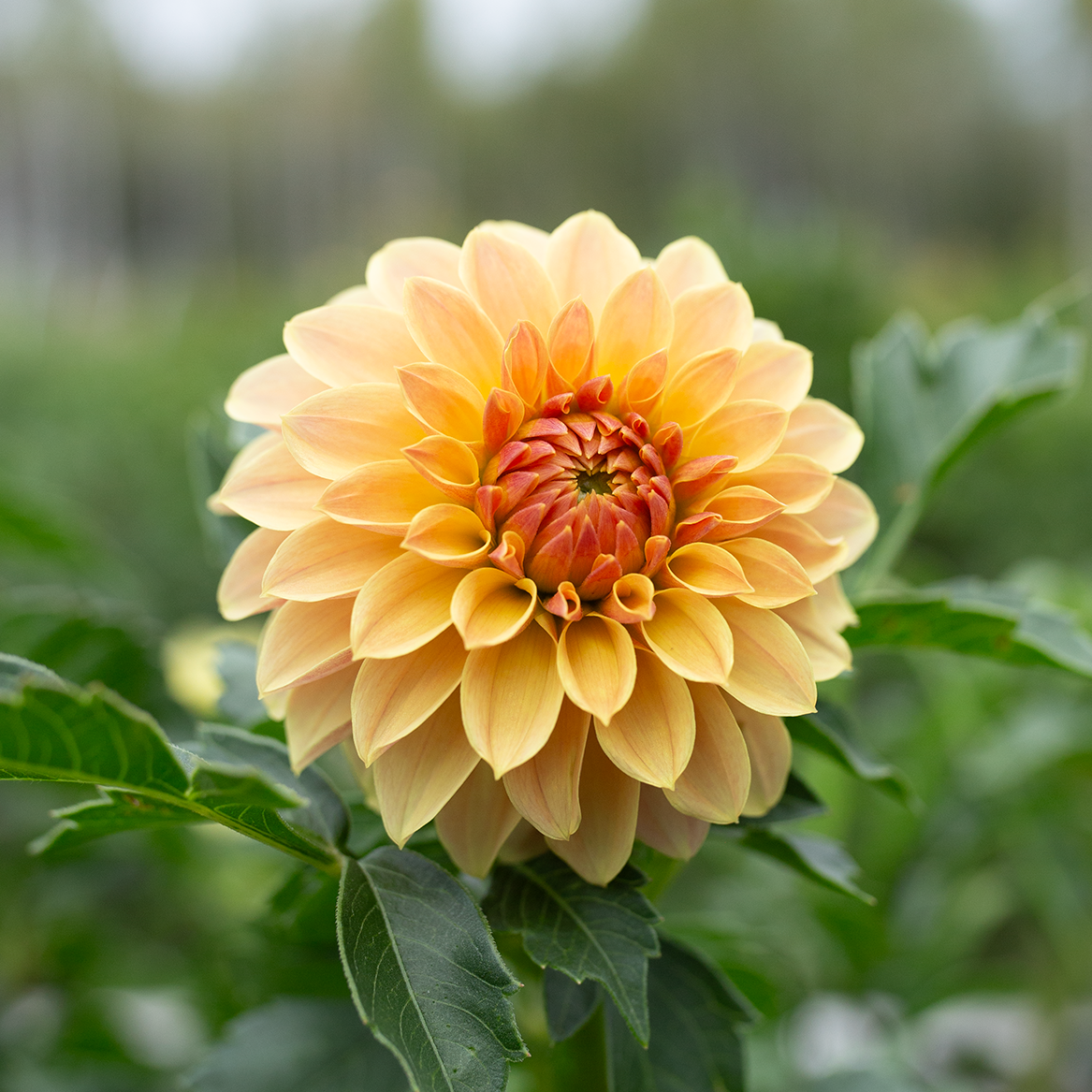 Dahlia 'Jun's Golden Sunset'