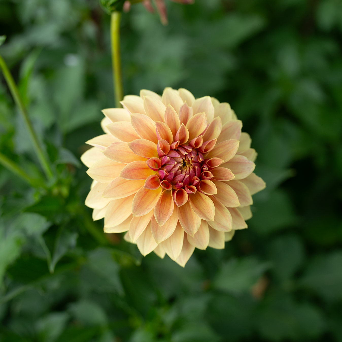 Dahlia 'Jun's Golden Sunset'