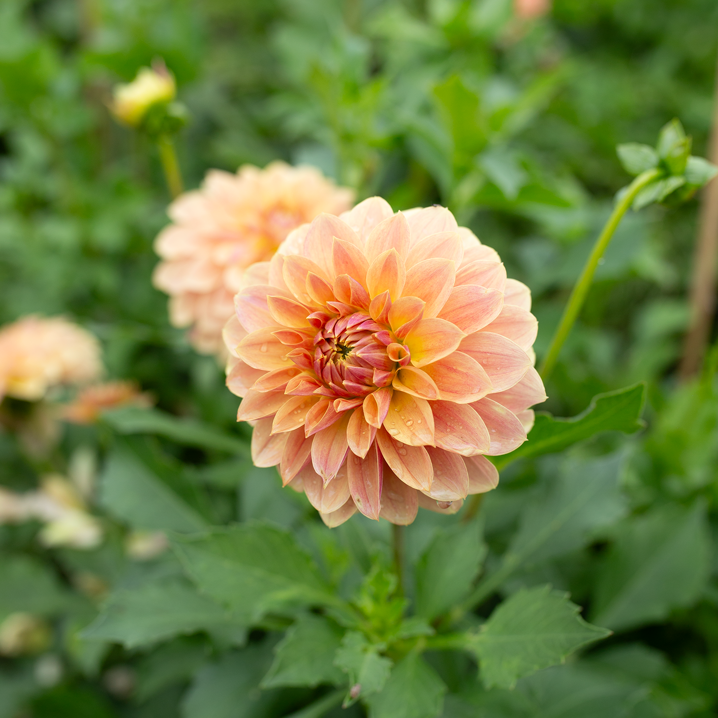 Dahlia 'Jun's Golden Sunset'