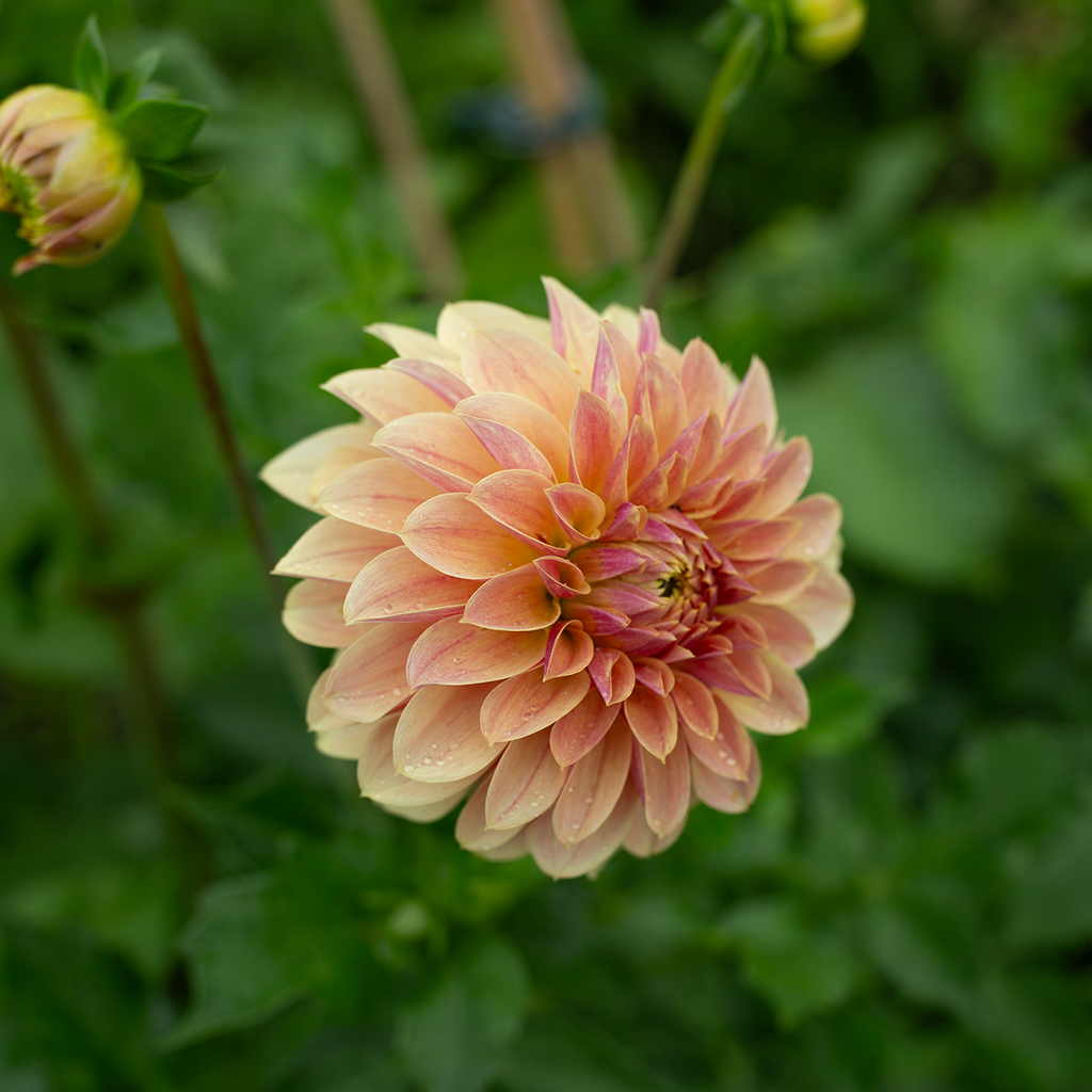 Dahlia 'Jun's Golden Sunset'