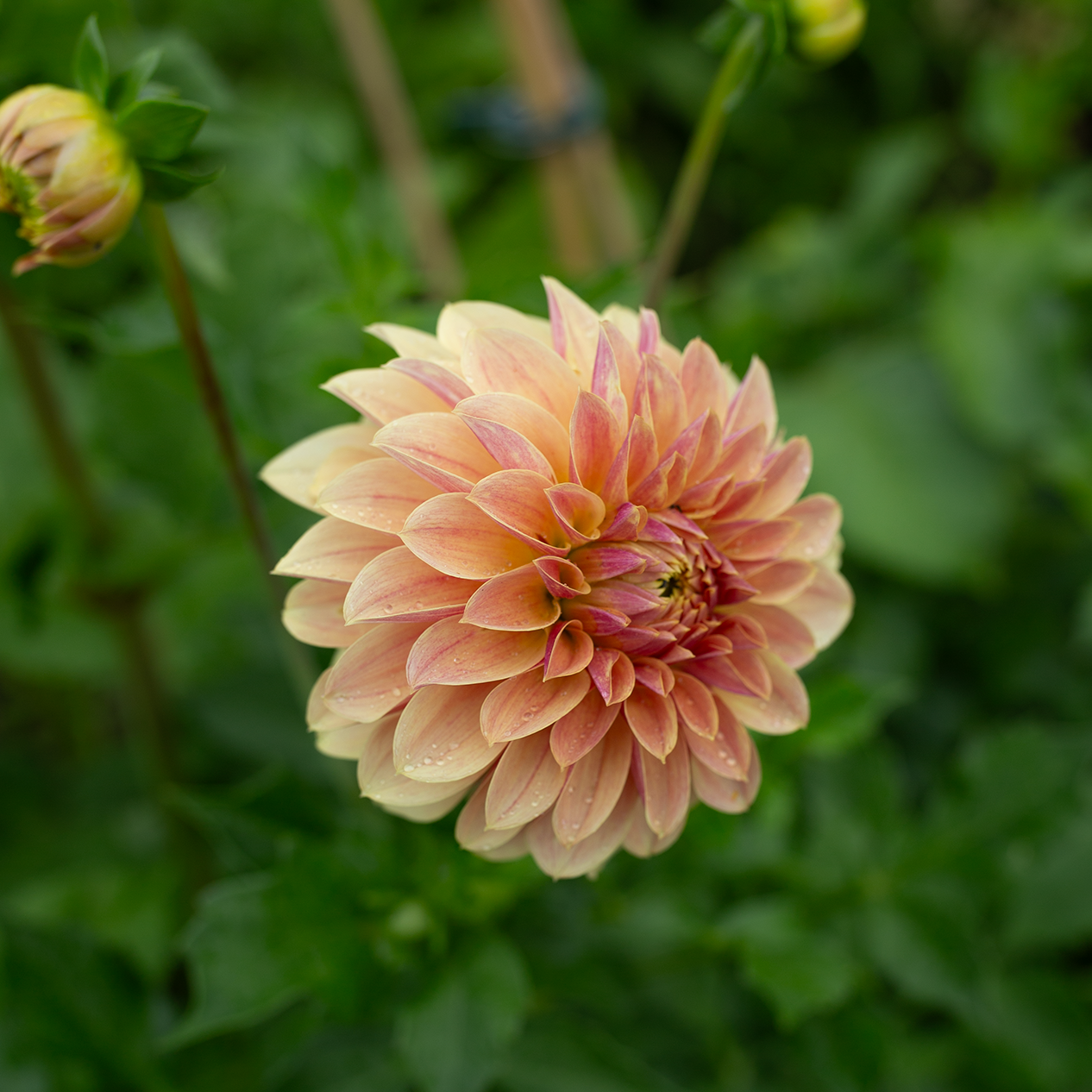 Dahlia 'Jun's Golden Sunset'