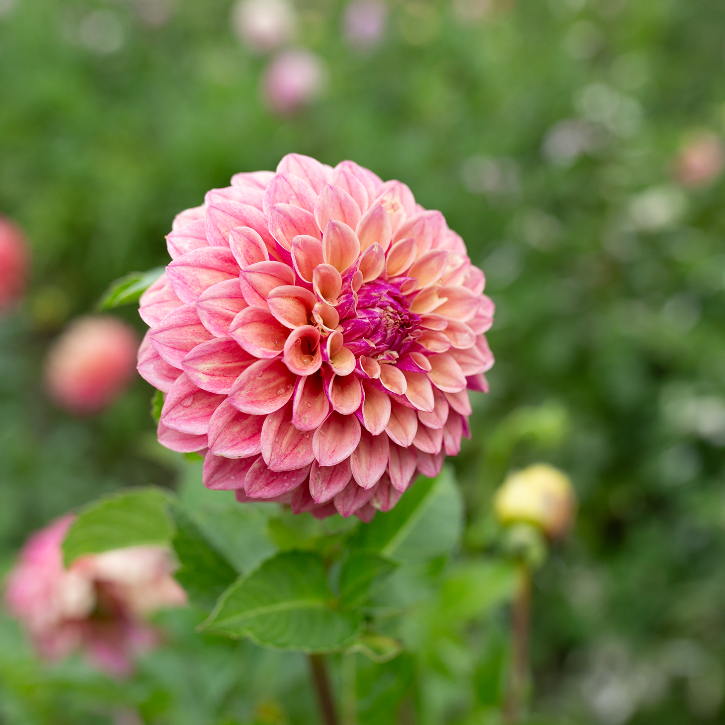 Dahlia 'Jun's Smokey Mauve'